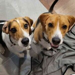 discoverytoyslink avatar