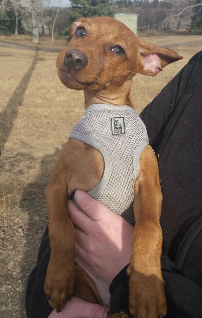 Person holding brown dog