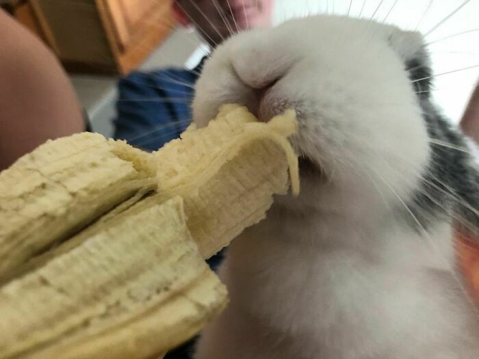I Forgot How Good Bananas Are