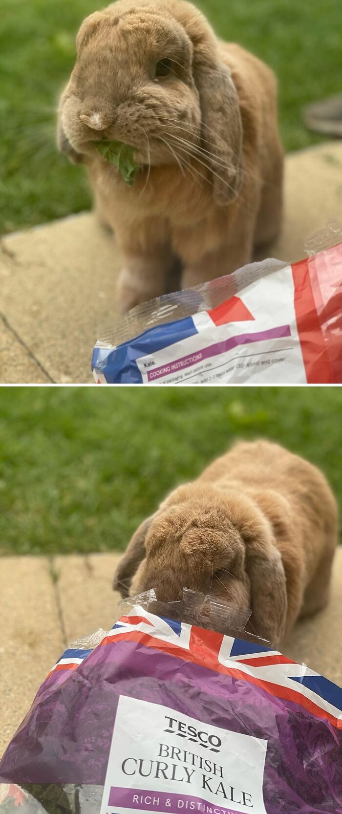 Just A Bunny Enjoying Some Snacks