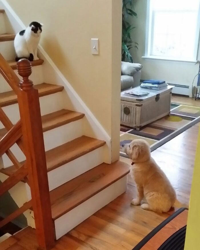 Cat and dog sitting and looking at each other