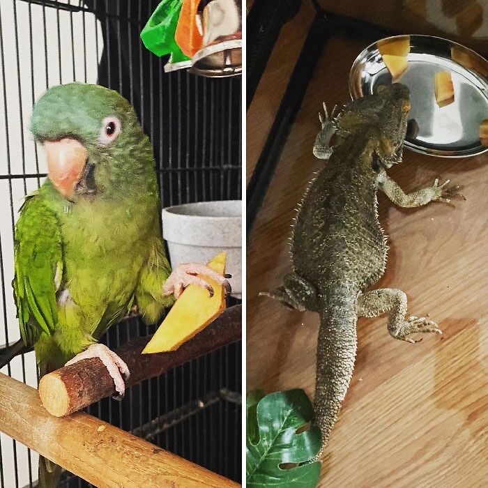 Green parrot holding a piece of food and lizard eating from a bowl, showcasing cute animals eating in an adorable way.