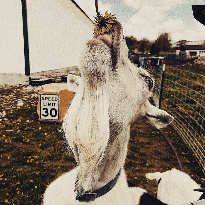 Goat eating a flower in the most adorable way on a farm with a speed limit sign in the background.