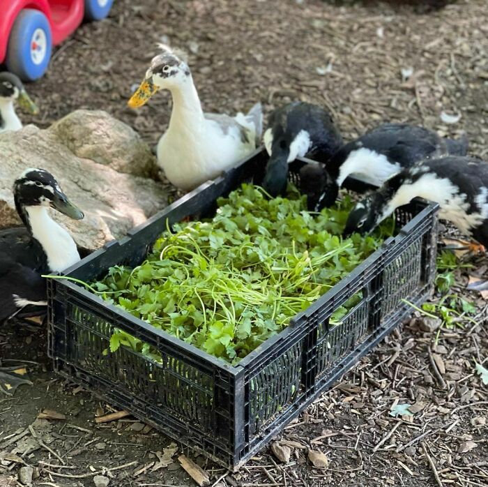 Mama Duck (Center Gray And White With A Bit Of A Head Crest) And Her Five Children Were Enjoying Some Parsley 