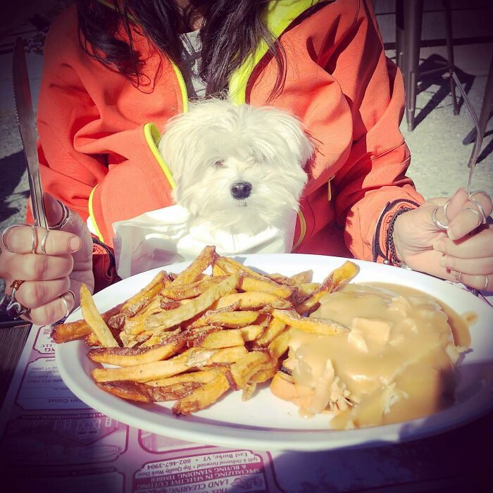 Small white dog sitting at a table with a plate of fries and gravy, showcasing cute animals eating in adorable way
