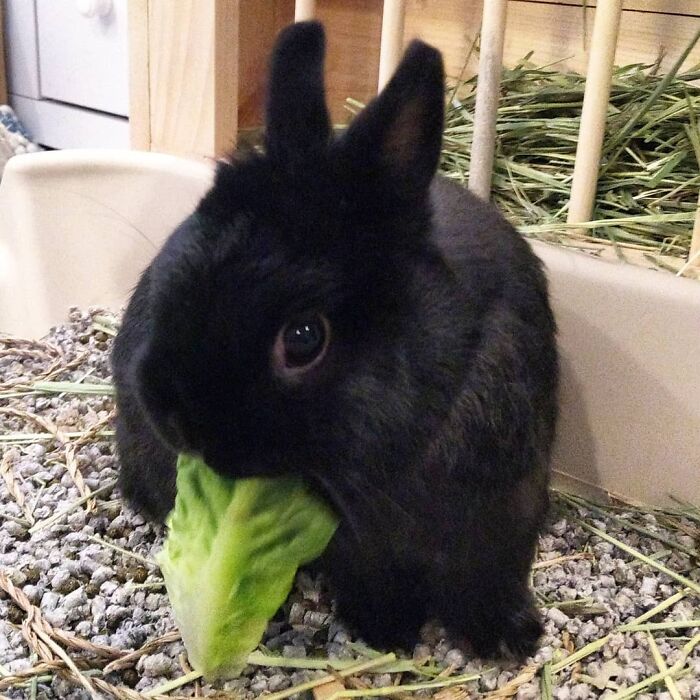 Black rabbit eating fresh green lettuce, surrounded by hay and pellet bedding in a cozy indoor area, cute animals eating.