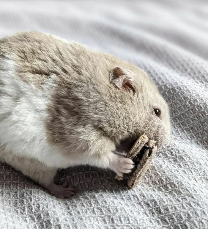 A cute hamster eating a treat while sitting on a textured gray fabric, showcasing adorable animals eating.