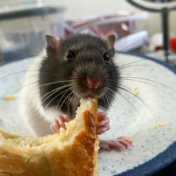Wendell, He Is The Smallest Of My Baby Rats So Enjoy Him Stealing My Food 