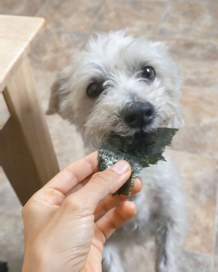 Small fluffy dog eating seaweed held by a hand, showcasing cute animals eating in the most adorable way.