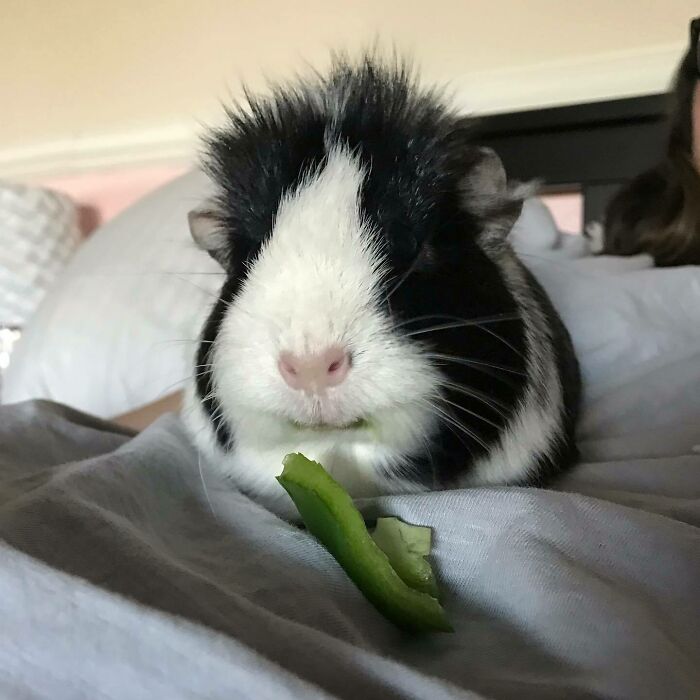Close-up of a cute guinea pig eating a green vegetable, showcasing adorable animals eating in the most lovable way.