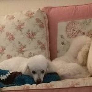 eisenheim_illusionist avatar