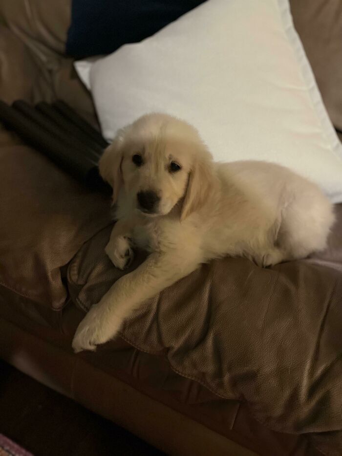 My First Puppy! What’s Your One Best Tip?