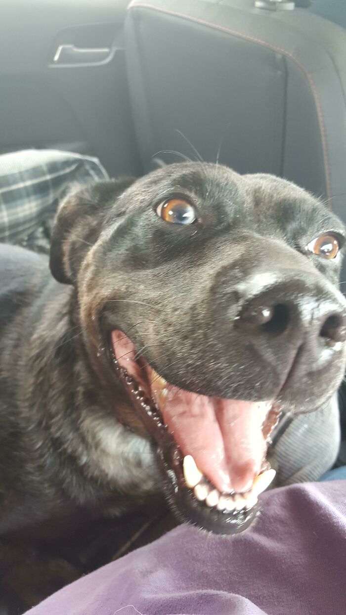 Our Girl Rosie On The Way Home From The Shelter