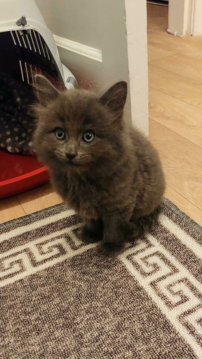 Just Brought This Guy Home, His Name Is Philip 😻 [oc]