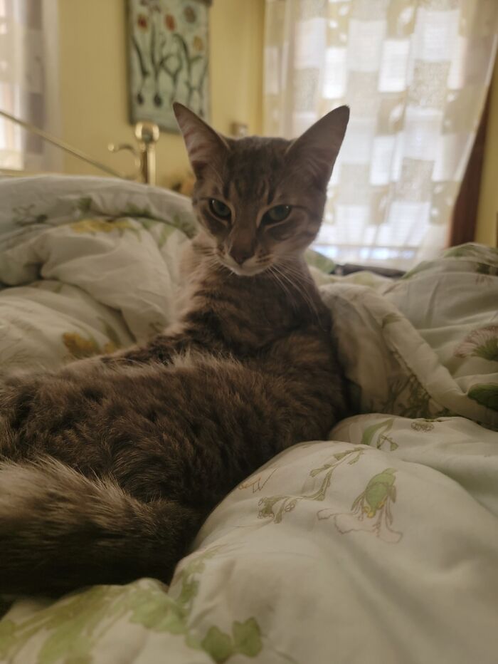 This Is My Mom's New Cat, Ben. He's A Cuddler And Purrs Like A Lawn Mower, But He Looks A Little Different Than The Cats I'm Used To Seeing. He's Very Tall And Lanky, Has An Extremely Long Tail, Long Pointed Face, Huge Ears Etc.. Anyone Have Any Idea What Breed Of Cat He Might Be?