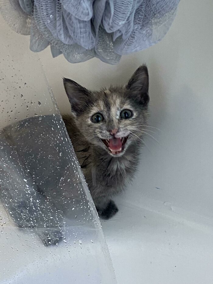 Just Adopted A Kitten That Screams At Me Every Time I Shower, Is There A Reason???