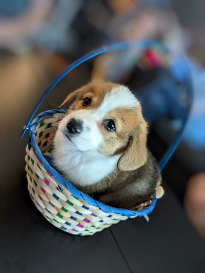 Meet Link, He's Very Excited To Join The Family For Easter, With Lots Of Belly Rubs