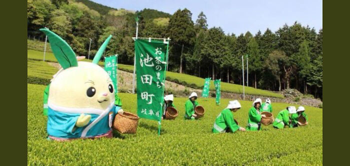Chachamaru, A Green Tea Rabbit Mascot In Ikeda, Helping To Pick Tea Leaves