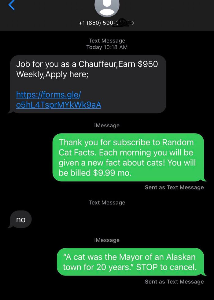 Scam Text Message. Tricking Them With Cat Facts!