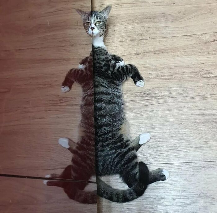 Funny reflection of a laying cat on the ground 