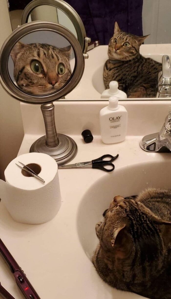 Funny cat reflection in a mirror 