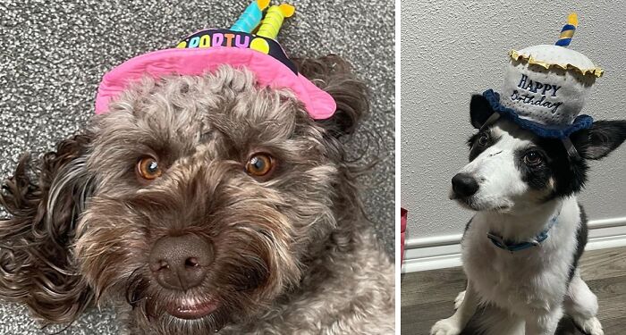 Cute dogs with cute happy birthday hats