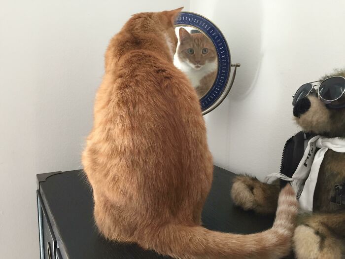 Reflection of a Cat looking scared in a mirror 