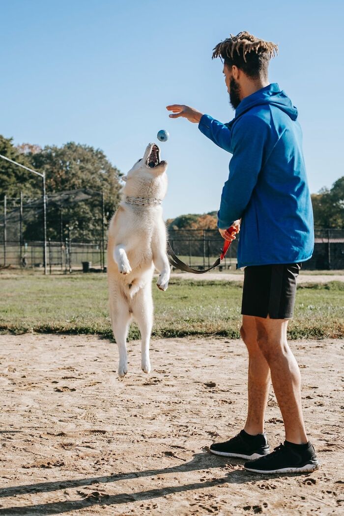 White dog catching blue ball