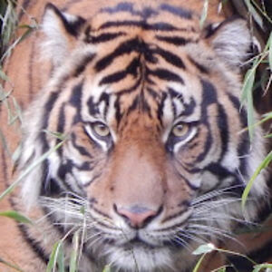 brendarobertson avatar