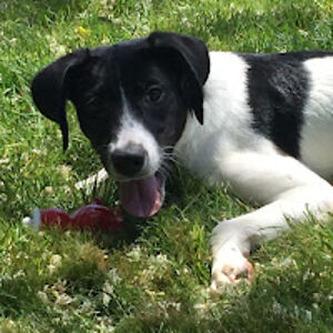 richardhoffmann avatar