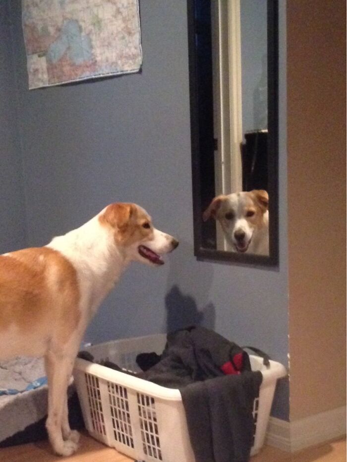 Dog in a room looking at a mirror 