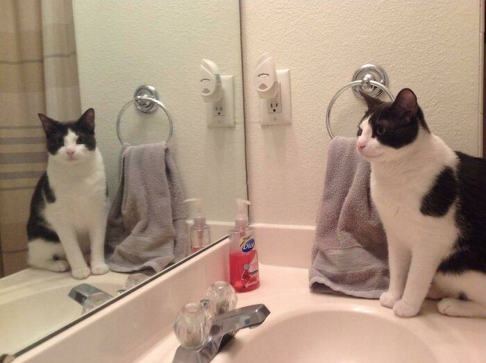 Cat sitting near a sink and looking at himself in the mirror