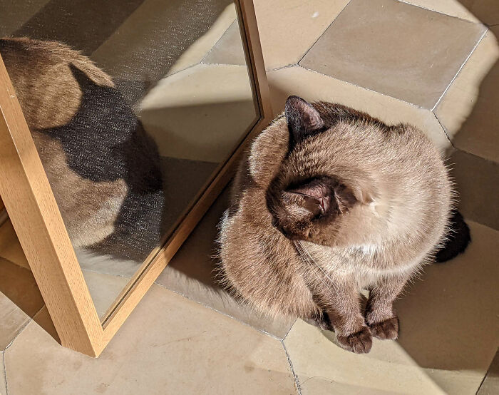 Cat looking at the reflection and shadow of his 
