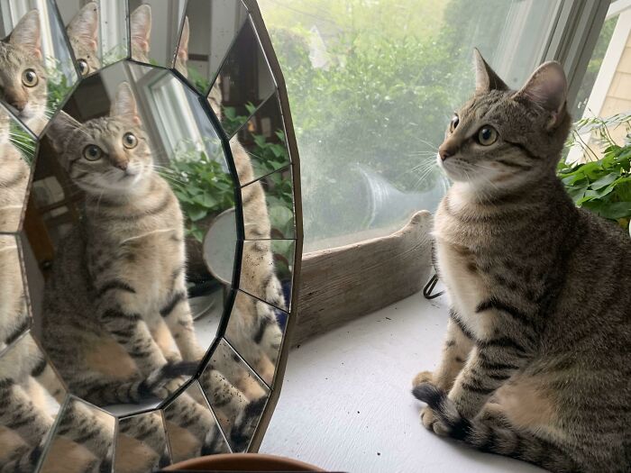 Funny scared cat mirror reflection 