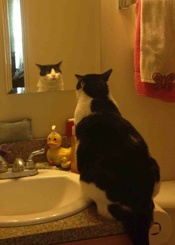 Cat looking At the mirror 