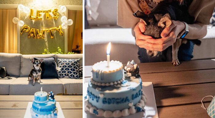 Small dog celebrates his birthday
