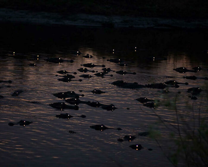 Gators At Night In Florida
