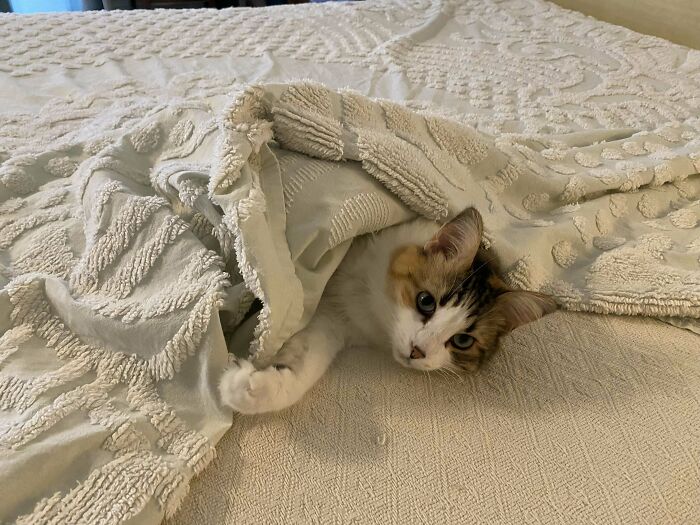 The Surest Trap For This Calico Is Making The Bed
