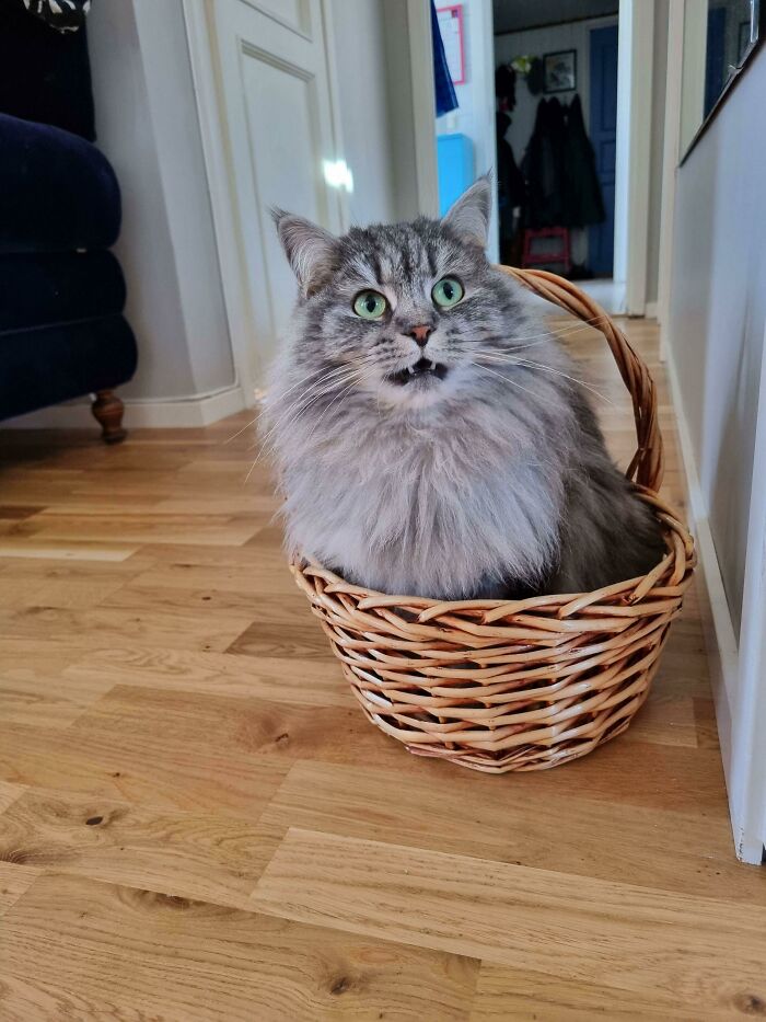 Cat In A Basket