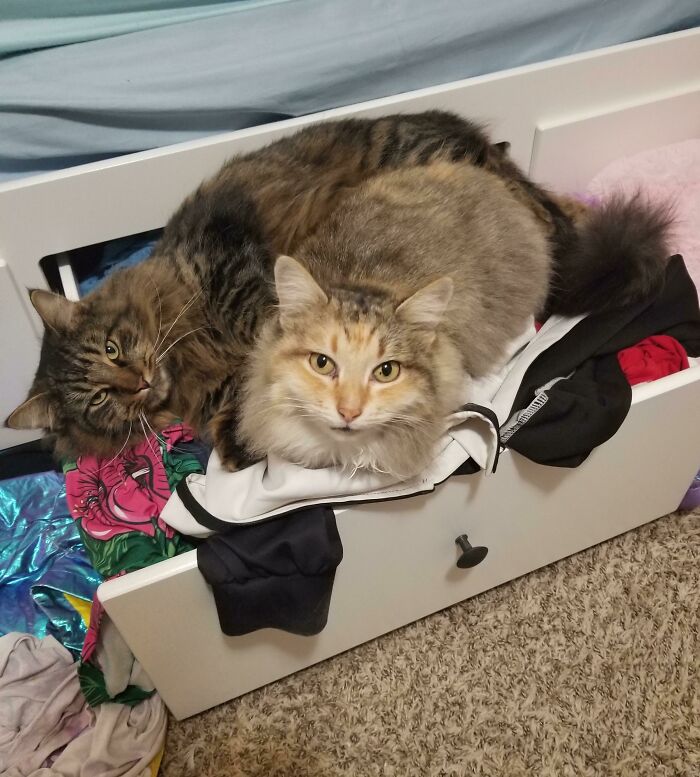 Opened A Drawer... Guess I Can Never Shut It Again!