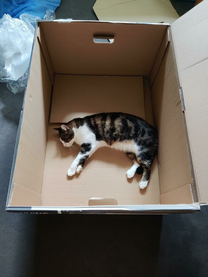 Got A New Office Chair. Trap Worked Within Seconds Of Emptying The Box