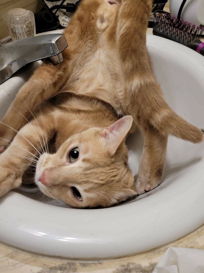 I Think My Cat Is Broken. Must He The Mysterious Workings Of The Sink Trap