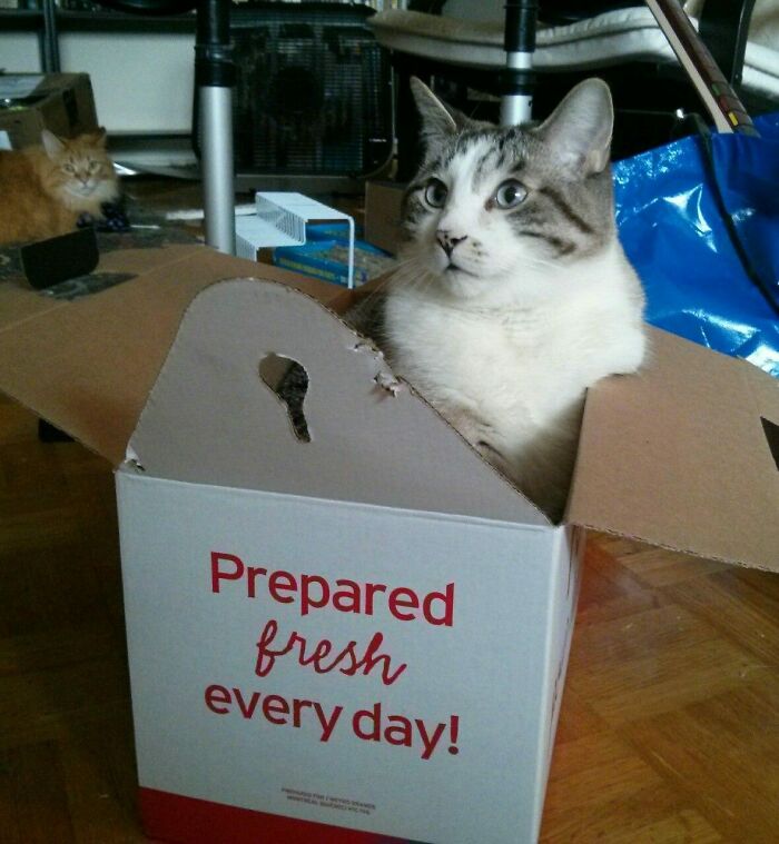 Cat, Prepared Fresh Everyday