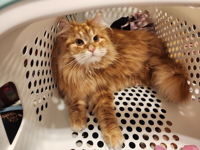 Magnus Thinks He's Laundry