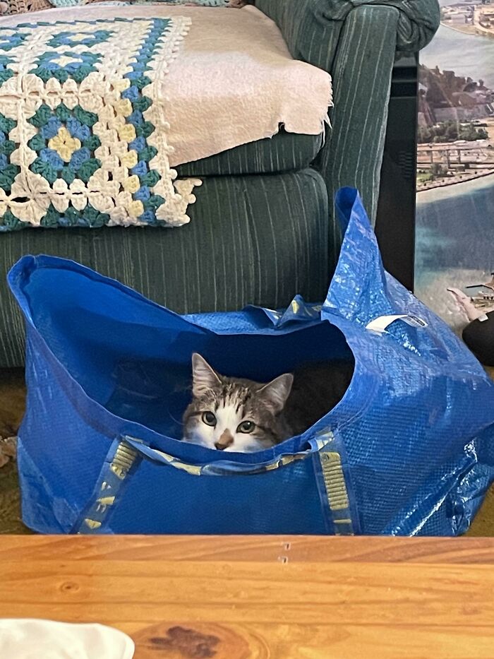 IKEA Bagged A Lilli