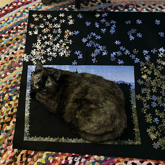 Been Working On A Puzzle And Just Finished The Border…. Guess It Also Functions As A Cat Trap 🤷🏼‍♂️