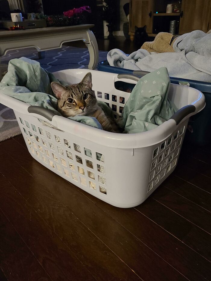 Laundry Baskets Are The Greatest Cat Trap!