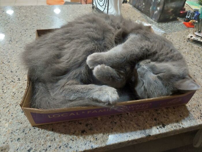 There's No Keeping This One Off The Counter So We Placed A Decoy Box To Lure Him In