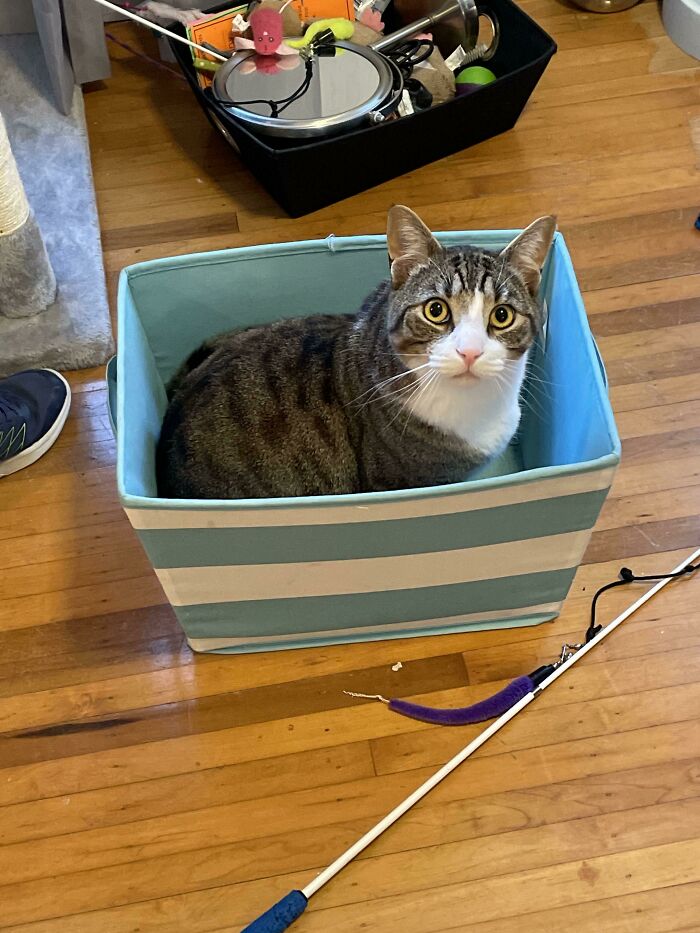 He Doesn’t Know Why He Sat In The Box Either…