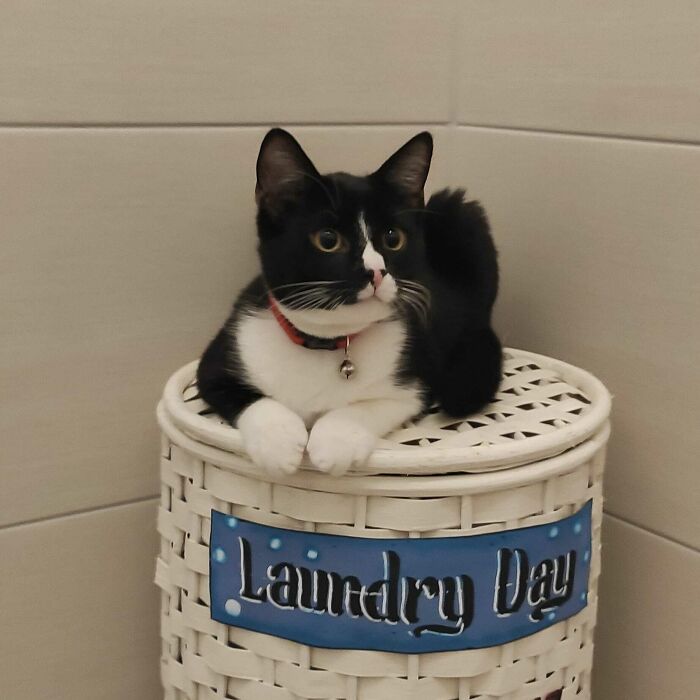 He Likes To Sit On The Laundry Basket, As Soon As I Open The Bathroom Door 😂 100% Effective Cattrap!